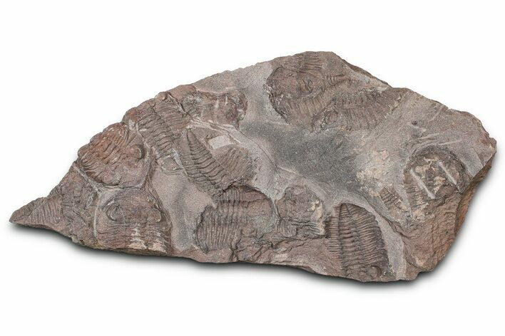 Ordovician Trilobite Mortality Plate - Tafraoute, Morocco #370540
